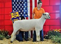 /Portals/0/NADevEventsImages/sheep show_80.jpg